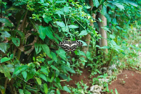 Gros Plan Papillon Perché Sur Feuillage Vert — Photo