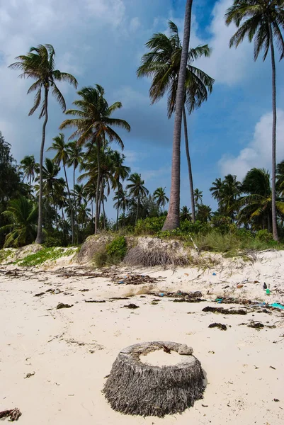 Palm Grove Zanzibar Tanzanya Zanzibar Manzaraları Okyanus Kıyısı — Stok fotoğraf