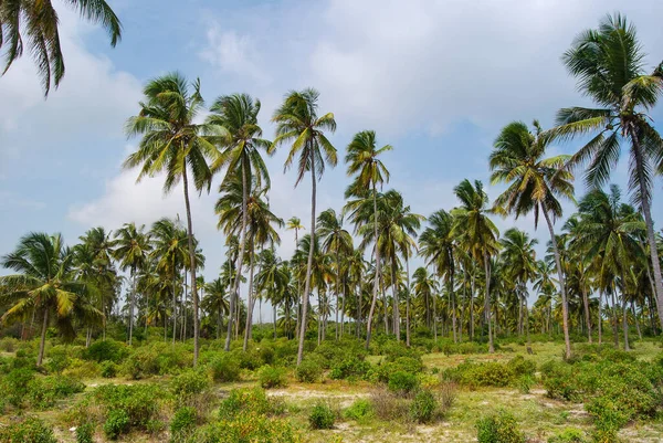 Palm Grove Zanzibar Tanzanya Zanzibar Manzaraları Okyanus Kıyısı — Stok fotoğraf