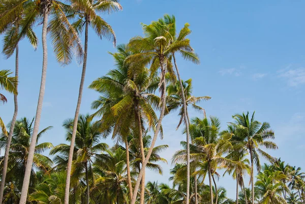 Palm Grove Zanzibar Tanzanya Zanzibar Manzaraları Okyanus Kıyısı — Stok fotoğraf