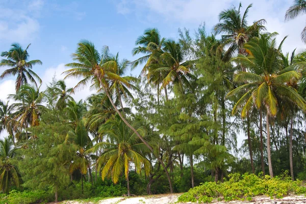 Palm Grove Zanzibar Tanzanya Zanzibar Manzaraları Okyanus Kıyısı — Stok fotoğraf