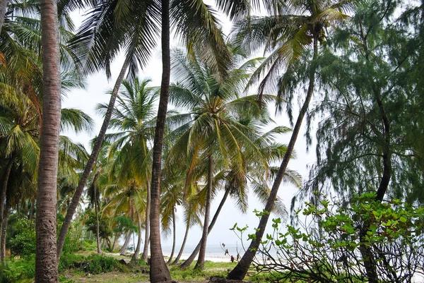 Palm Grove Zanzibar Tanzania Landskap Zanzibar Havskust — Stockfoto