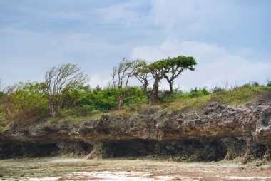 Zanzibar 'daki sahil şeridi. Sahildeki kayalar ve palmiye ağaçları.