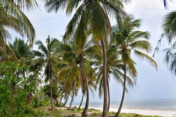 Palmiye ağaçları, turkuaz okyanus suyu ve güneşli bir günde bulutlu mavi gökyüzü olan güzel beyaz kumsal..