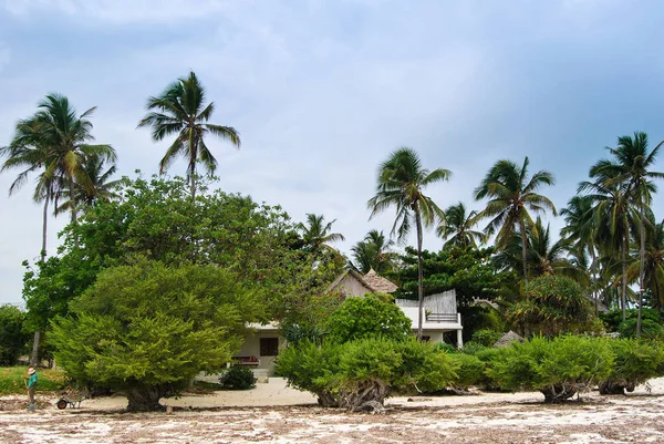 Linha Costeira Zanzibar Rochas Costeiras Palmeiras Praia — Fotografia de Stock
