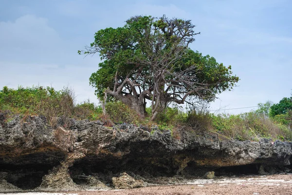 Kustlijn Zanzibar Kustrotsen Palmbomen Het Strand — Stockfoto