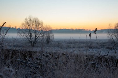 Gün batımında bir tarlada kuru çimenler. Doğa.