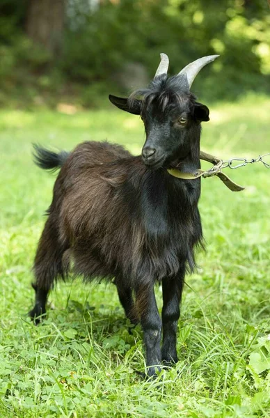 Retrato Uma Cabra Dos Camarões Preta Com Grandes Chifres Sobre — Fotografia de Stock