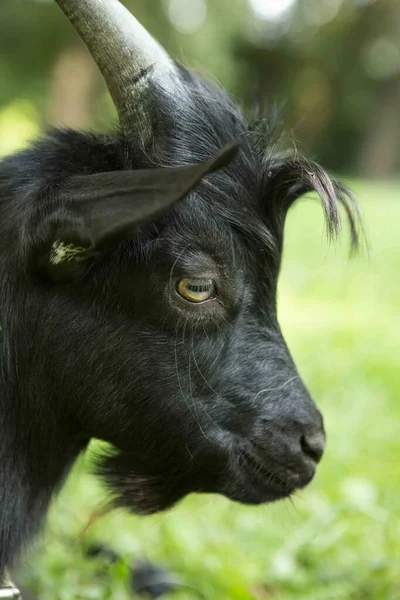 Portret Czarnej Kozy Kamerunu Dużymi Rogami Stojącej Zielonej Trawie Rolnictwo — Zdjęcie stockowe