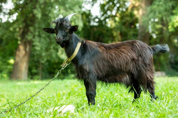 Retrato Uma Cabra Dos Camarões Preta Com Grandes Chifres Sobre — Fotografia de Stock