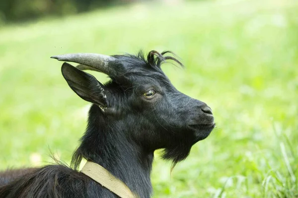 Retrato Una Cabra Camerunesa Negra Con Cuernos Grandes Pie Sobre Imagen De Stock