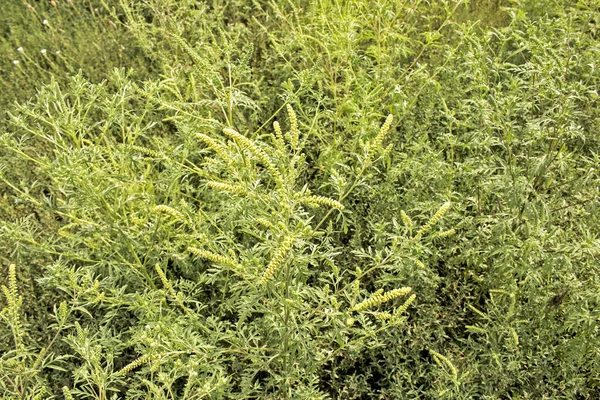 雑草の茂み アンブロシアアルテミシフィオリアはアレルギーの夏と秋を引き起こします アンブロシアは危険な雑草であり その花粉は開花中に口の中で強いアレルギーを引き起こす — ストック写真