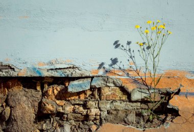 Terk edilmiş tuğla duvarda genç ve vahşi bir bitki yetiştiriyorum..