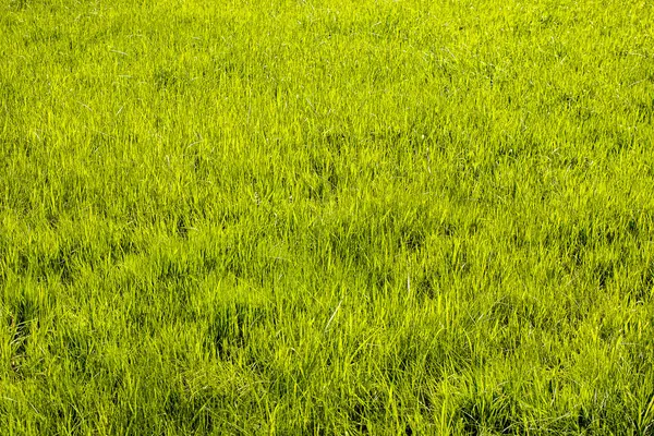 Πράσινη Υφή Γρασίδι Για Φόντο Πράσινο Μοτίβο Γκαζόν Και Υφή — Φωτογραφία Αρχείου