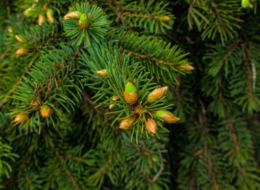 Çiçek açan köknar dalı, genç yeşil ladin ateşi. İlkbaharda açan ladin, seçici odaklanma. Yeşil genç kaçtı.