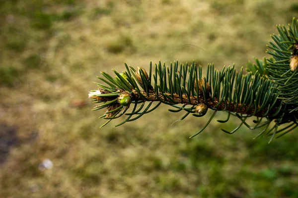 Bloeiende Sparren Tak Jonge Groene Sparren Scheut Bloeiende Sparren Het — Stockfoto