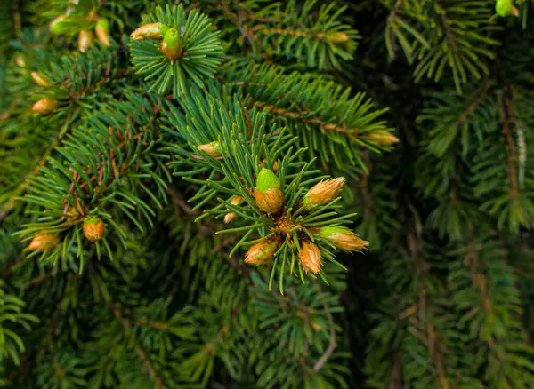 Çiçek açan köknar dalı, genç yeşil ladin ateşi. İlkbaharda açan ladin, seçici odaklanma. Yeşil genç kaçtı.