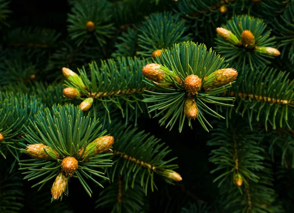 Bloeiende Sparren Tak Jonge Groene Sparren Scheut Bloeiende Sparren Het — Stockfoto