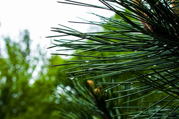 Bloeiende Sparren Tak Jonge Groene Sparren Scheut Bloeiende Sparren Het — Stockfoto