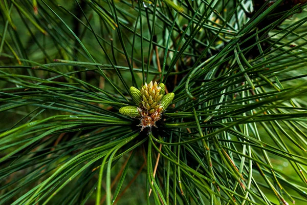 Bloeiende Sparren Tak Jonge Groene Sparren Scheut Bloeiende Sparren Het — Stockfoto