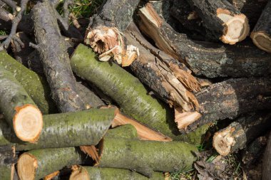 Testere dallarının arka planı. Ateş için odun..