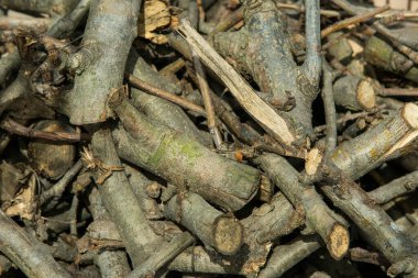 Testere dallarının arka planı. Ateş için odun..