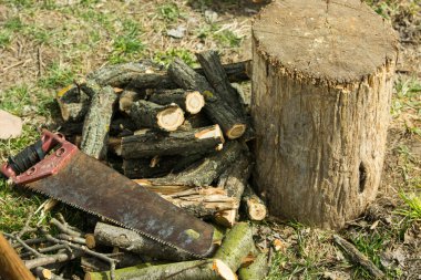 Ağaç kesiminden sonra çimde kütük ve dallar var. Ateş için odun..