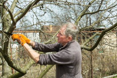 Orta yaşlı bir adam bir bahar bahçesinde meyve ağaçlarının dallarını budayarak kesiyor..
