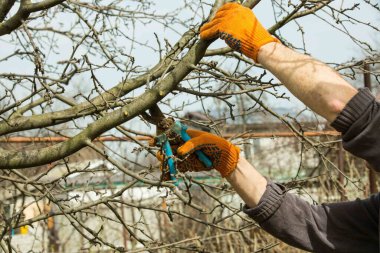 Bahar bahçesinde meyve ağaçlarının budanmış dalları..