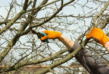 Bahar bahçesinde meyve ağaçlarının budanmış dalları..