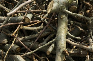 Testere dallarının arka planı. Ateş için odun..