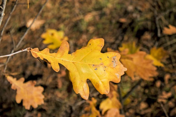 Gelbe Eichenblätter Auf Verschwommenem Hintergrund Hintergrund Herbst — Stockfoto