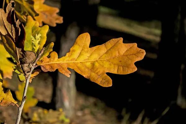 Sárga Tölgyfa Levelek Homályos Háttérrel Őszi Háttér — Stock Fotó