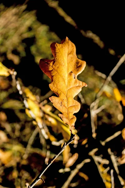 Gelbe Eichenblätter Auf Verschwommenem Hintergrund Hintergrund Herbst — Stockfoto
