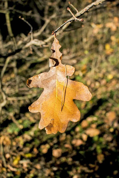 Foglie Quercia Gialla Fondo Sfocato Sfondo Autunno — Foto Stock