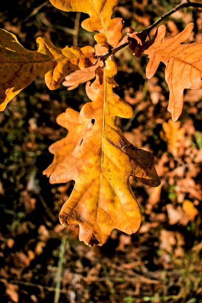 黄色のオークは背景がぼやけている 秋の背景 — ストック写真