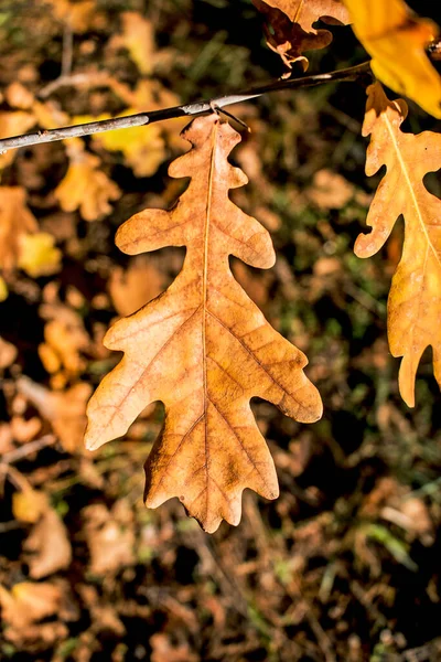Žluté Dubové Listy Rozmazaném Pozadí Podzimní Pozadí — Stock fotografie