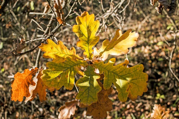 떡갈나무는 흐릿하다 가을의 — 스톡 사진