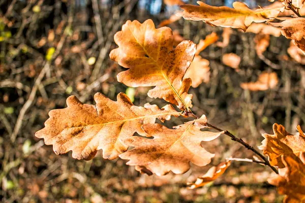 Žluté Dubové Listy Rozmazaném Pozadí Podzimní Pozadí — Stock fotografie