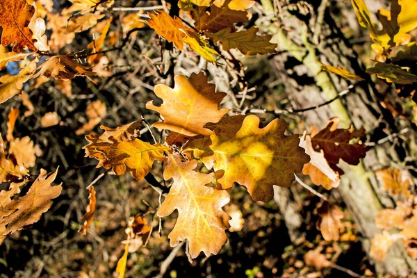 Gelbe Eichenblätter Auf Verschwommenem Hintergrund Hintergrund Herbst — Stockfoto