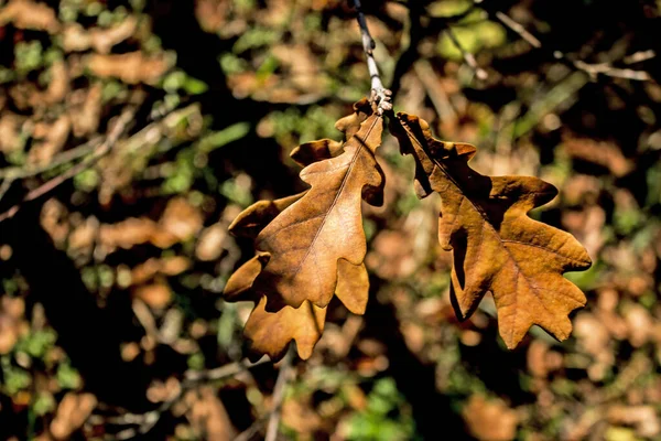 Hojas Roble Amarillo Sobre Fondo Borroso Fondo Otoño —  Fotos de Stock