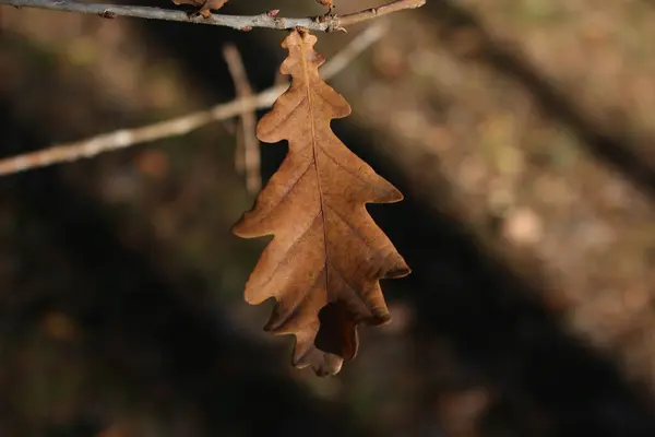 Gelbe Eichenblätter Auf Verschwommenem Hintergrund Hintergrund Herbst — Stockfoto