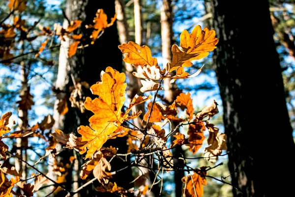 Желтый Дуб Листья Размытом Фоне Осенний Фон — стоковое фото