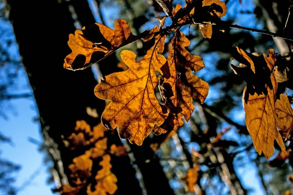떡갈나무는 흐릿하다 가을의 — 스톡 사진