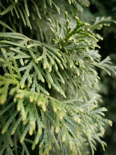 Tak Van Thuja Natuurlijke Schoonheid Groene Plant Mooie Dennenboom — Stockfoto