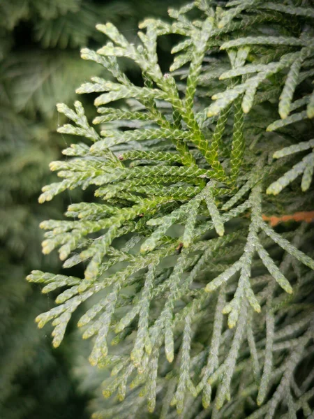 Tak Van Thuja Natuurlijke Schoonheid Groene Plant Mooie Dennenboom — Stockfoto