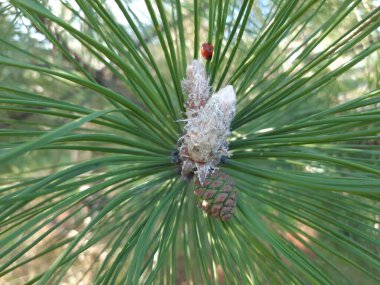 Genç ladin dalları, yakın plan. Yumuşak yeşil köknar dalları. Seçici odaklanma. Pankart ya da hikaye arkaplanı olarak kullan, tasarım ögesi.