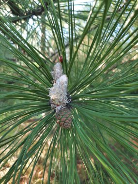 Genç ladin dalları, yakın plan. Yumuşak yeşil köknar dalları. Seçici odaklanma. Pankart ya da hikaye arkaplanı olarak kullan, tasarım ögesi.