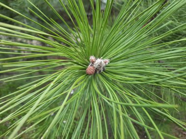 Genç ladin dalları, yakın plan. Yumuşak yeşil köknar dalları. Seçici odaklanma. Pankart ya da hikaye arkaplanı olarak kullan, tasarım ögesi.