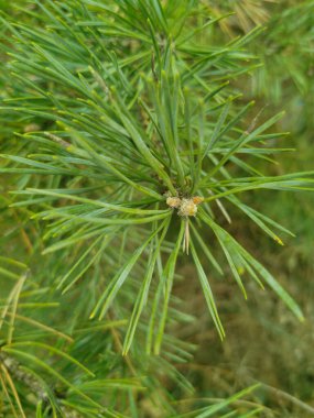 Genç ladin dalları, yakın plan. Yumuşak yeşil köknar dalları. Seçici odaklanma. Pankart ya da hikaye arkaplanı olarak kullan, tasarım ögesi.